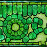 Stylized cross-section of leaf