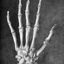 Dorsal Hand Skeleton