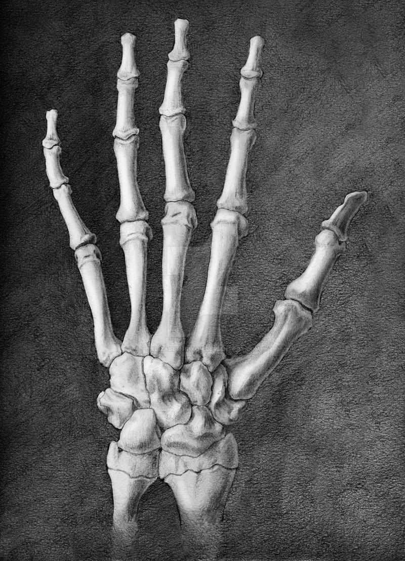 Dorsal Hand Skeleton By Elizabethnixon On Deviantart Dorsal Hand Skeleton By Elizabethnixon On Deviantart