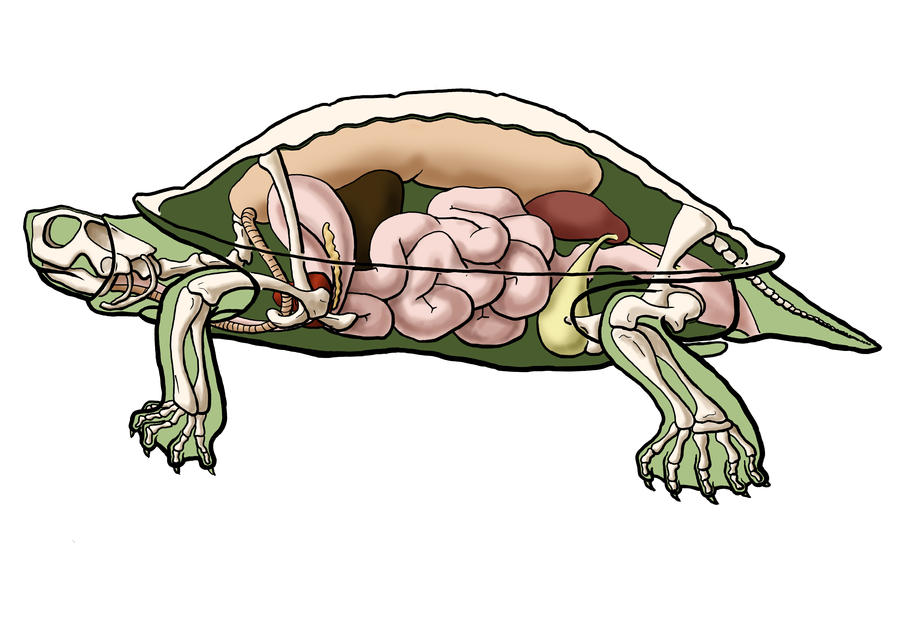 Черепахи внутреннее оплодотворение. Скелет красноухой черепахи. Внутренние органы черепахи красноухой. Организм черепахи красноухой. Строение красноухих черепах.