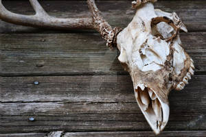 Deer Skull