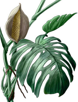 Monstera deliciosa