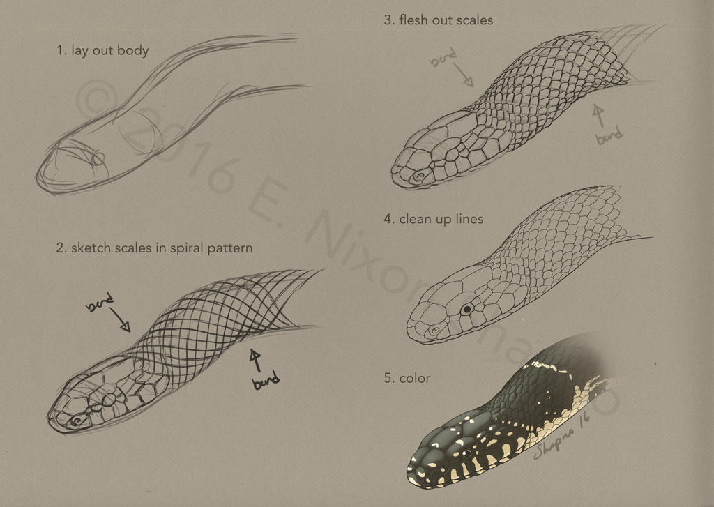 One Snake Scale How To Draw Snake Scales Step By Step