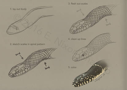 Snake Scale Layout (colubrids)