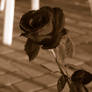 Sepia Rose