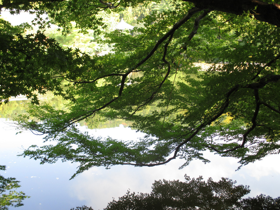 Trees and Water in Japan