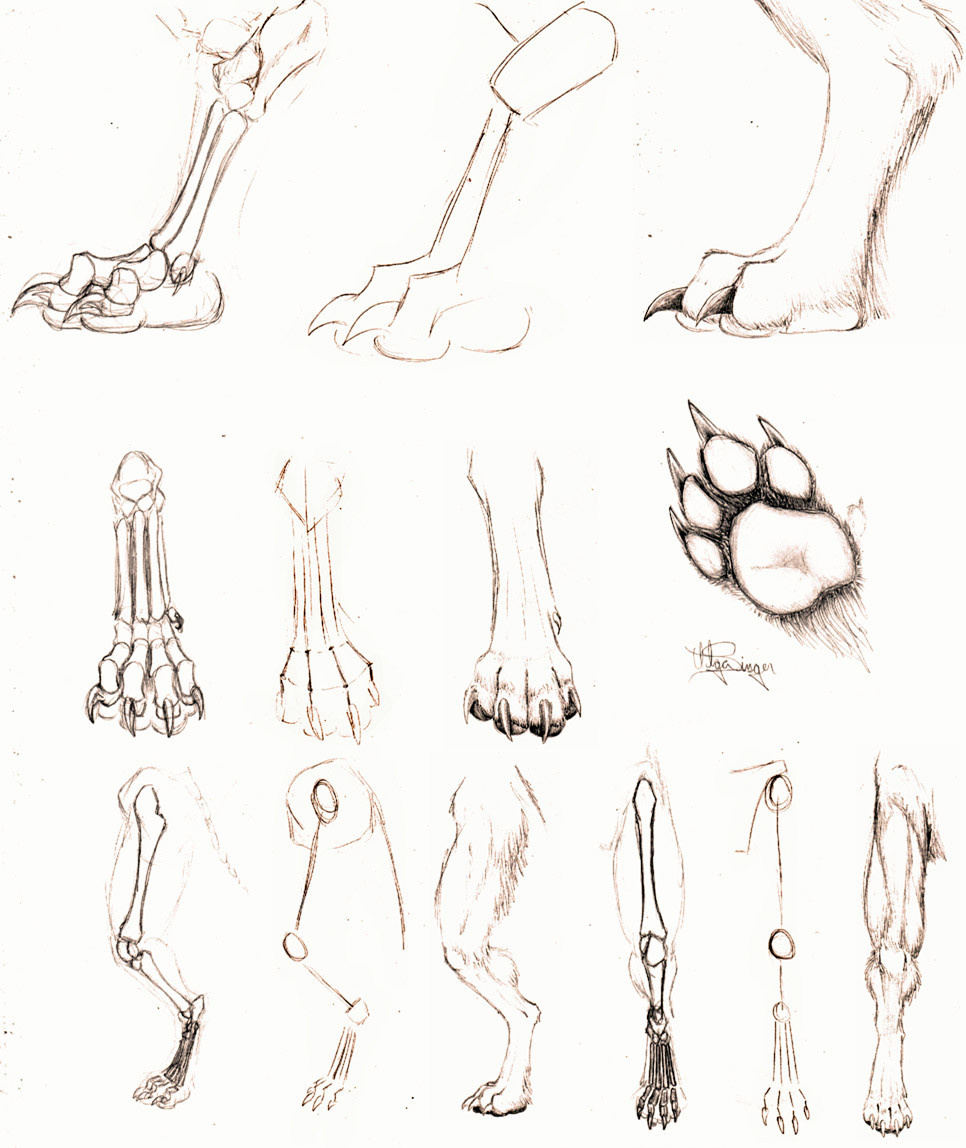 Anthro paw