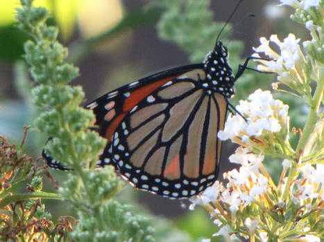 A Monarch's Beauty