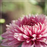 Chrysanthemum