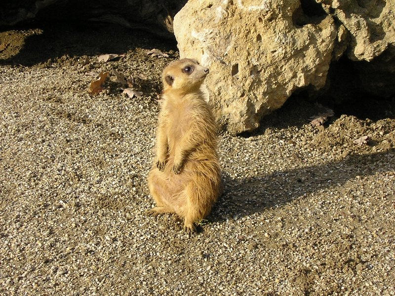 Timon by ariesfirewind on DeviantArt