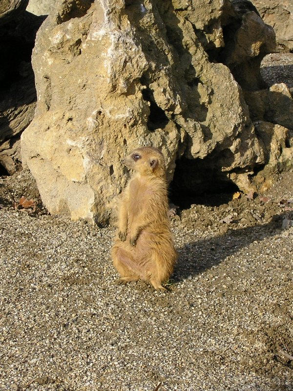 Timon 2 by ariesfirewind on DeviantArt