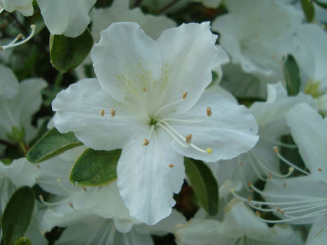 White Flowers