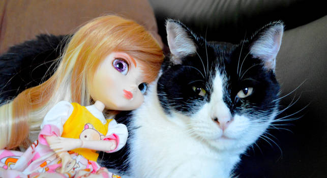 my pullip gaby and my cat