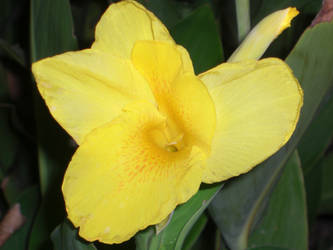 Yellow Flower