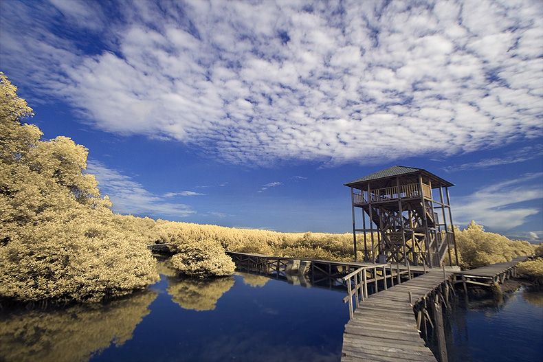 Mangrove II