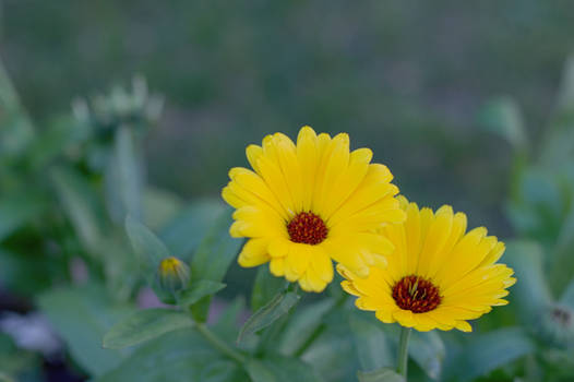 Yellow Flowers