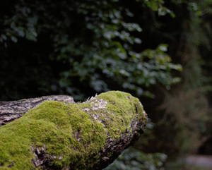 Mossy tree at nightfall