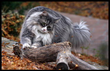 Mischa and her Log