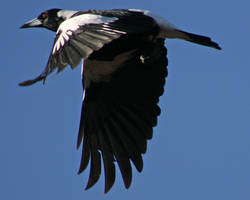 Australian Magpie 01