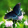 'Blue Butterfly'