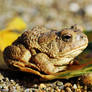 A wee Toad