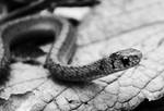 Tiny snake by masscreation