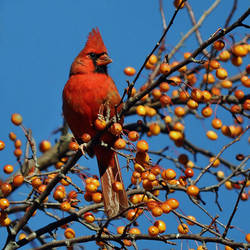 Cardinal