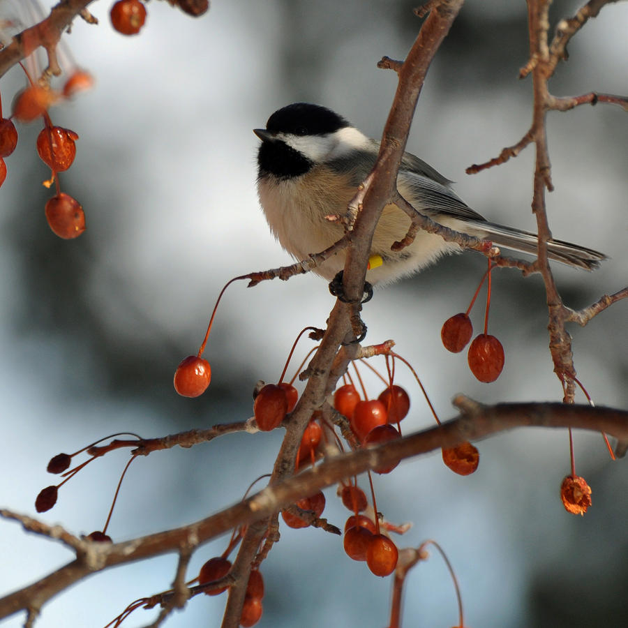 Chick and berries