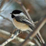 Chick profile