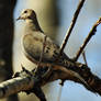 Mourning dove