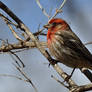 A Purple Finch