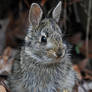 Baby Bunny