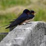 Barn Swallows