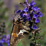 Silver spotted skipper