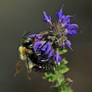 Carpenter bee