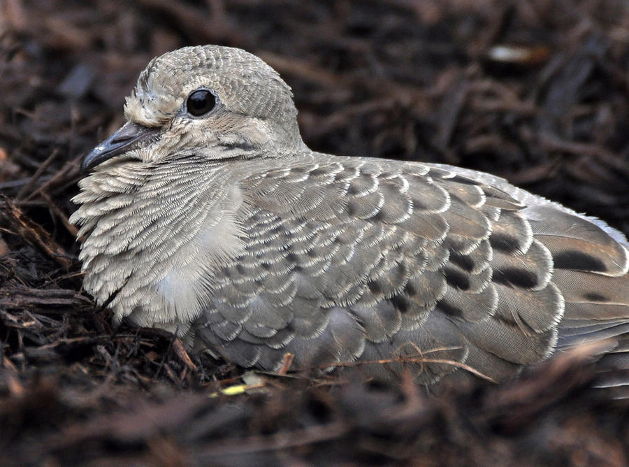 A lil Dove