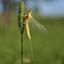 A Mayfly in june