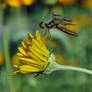 Dragonfly and yellow trumpet