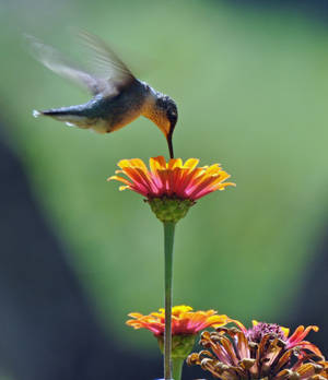 Sipping orange nectar