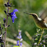 Blue flower and Hummingbird