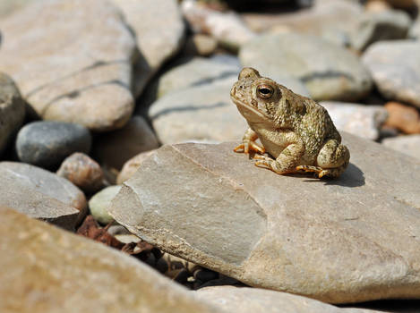 Tiny Toad