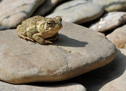 Tiny Toad on a flat rock