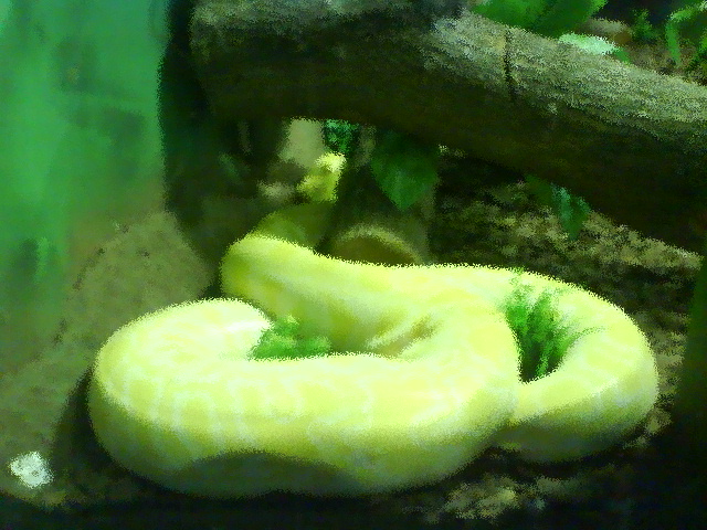 Yellow Snake