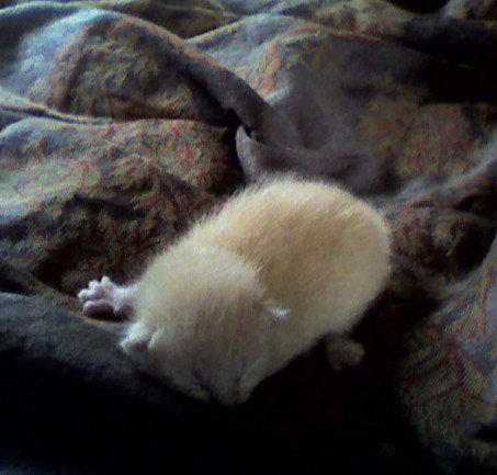 one week old kitteh 2