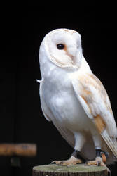 Owl Sight 4