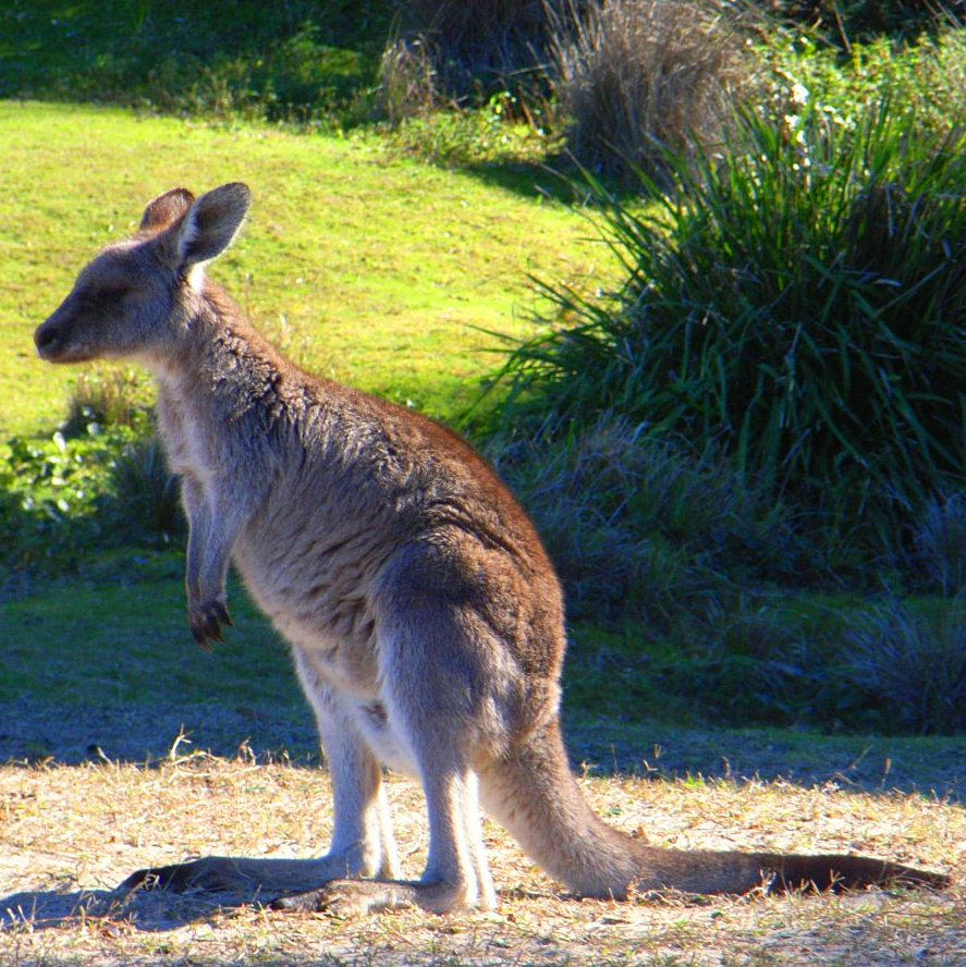 Kango Animals Wildlife Kangaroos 3 by Hoppiej on DeviantArt