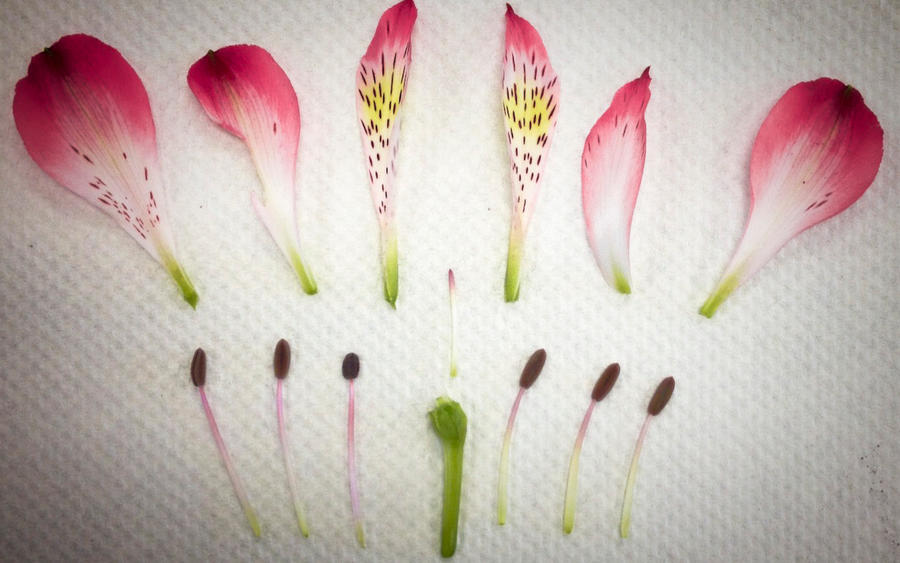 Dissection Fleur Dissection of the Flower by kentmacdonald on DeviantArt