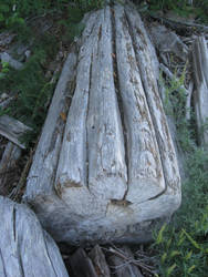 Old Driftwood with Young Green