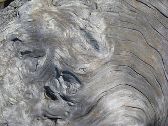 Driftwood Texture 7