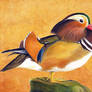 Mandarin Duck